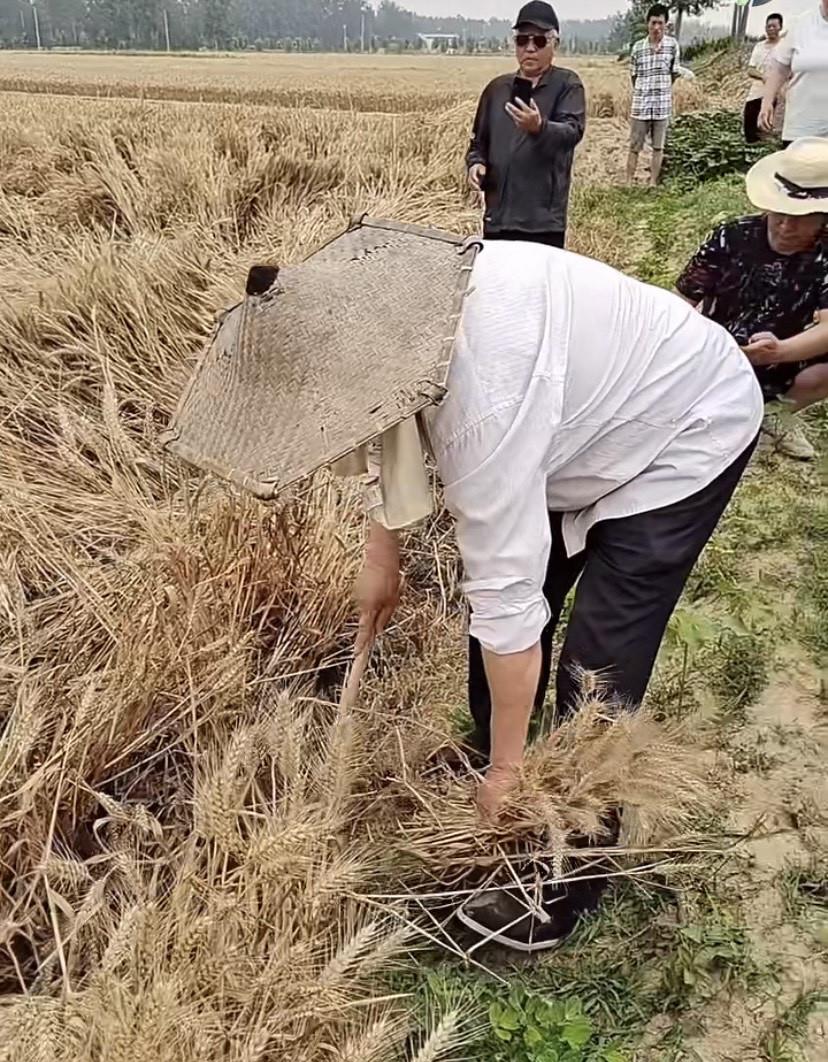 朱之文|大衣哥有收割机不用，故意亲自割麦子作秀？引发网友热议