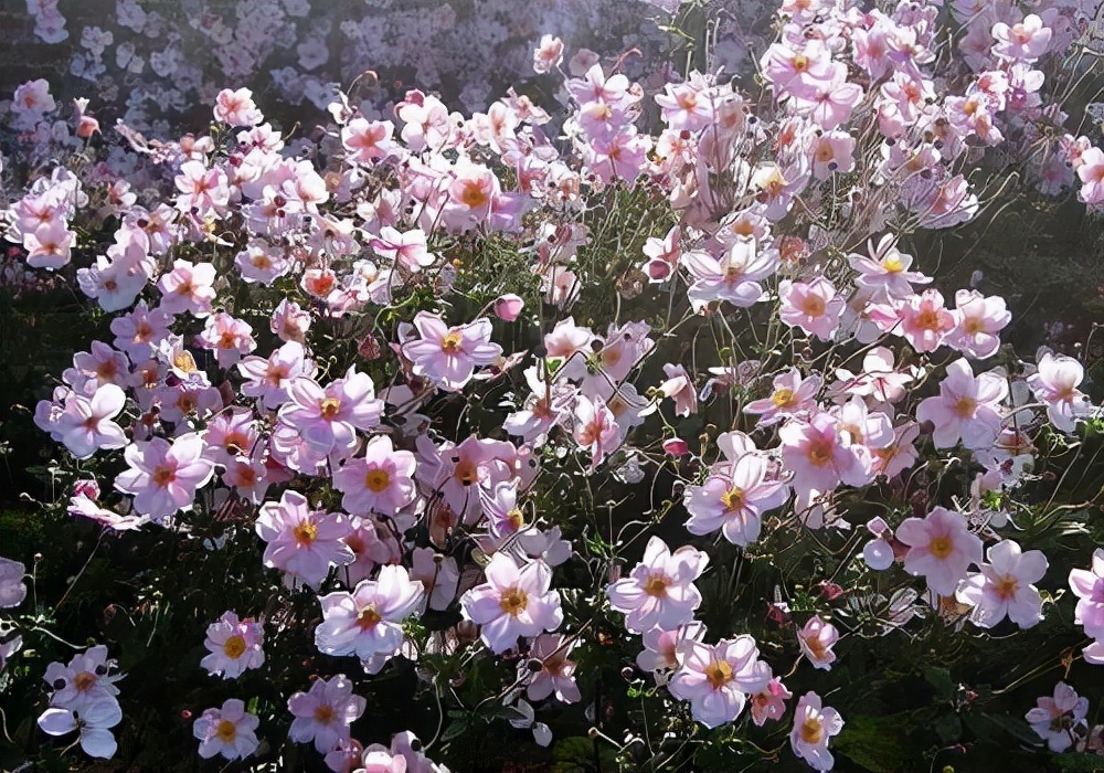 星座师安达|为人处世低调，有定力的星座，不喜欢过于张扬自己