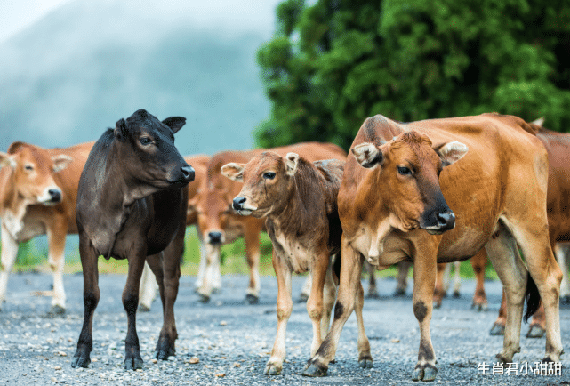 运势|机会难得不能错过，生肖牛借助运势上上签，成功扭转职场发展态势