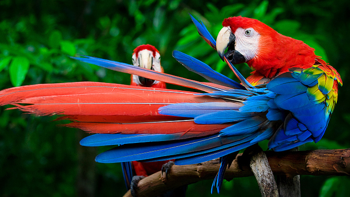 天天读报会 商丘鹦鹉养殖业困境追踪:当地政府5元一只收购,称尽快妥善处理