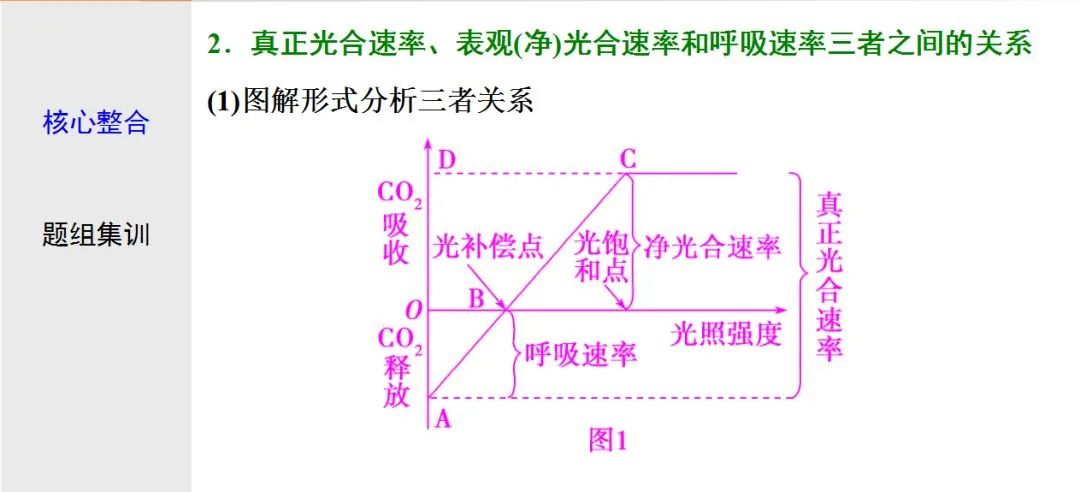 初中生物：光合作用与细胞呼吸知识点详解，快保存！