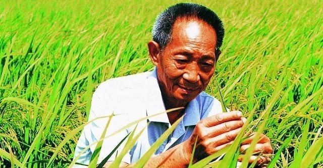 爱娃的学习谈 1973年,杂交水稻获得历史性突破,38年来,它对人类做出多大贡献
