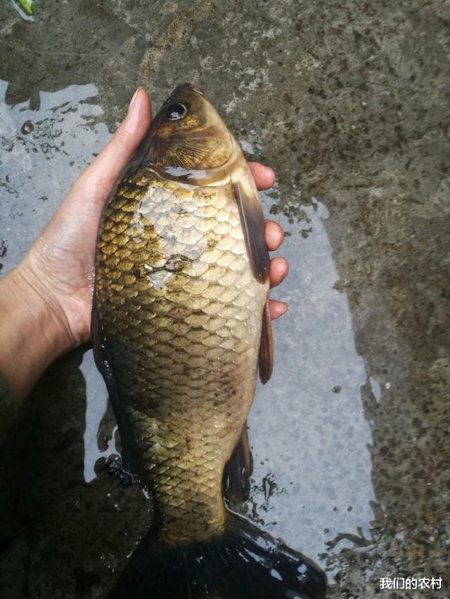 饵料|钓鲫鱼技巧全在这里，一钓一个准，全是大鲫鱼，请耐心看完