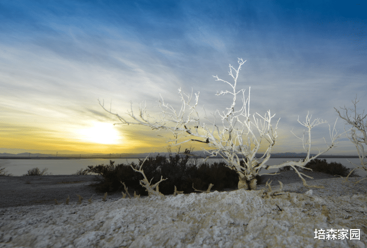 生物学 “天空之镜”是如何形成的？