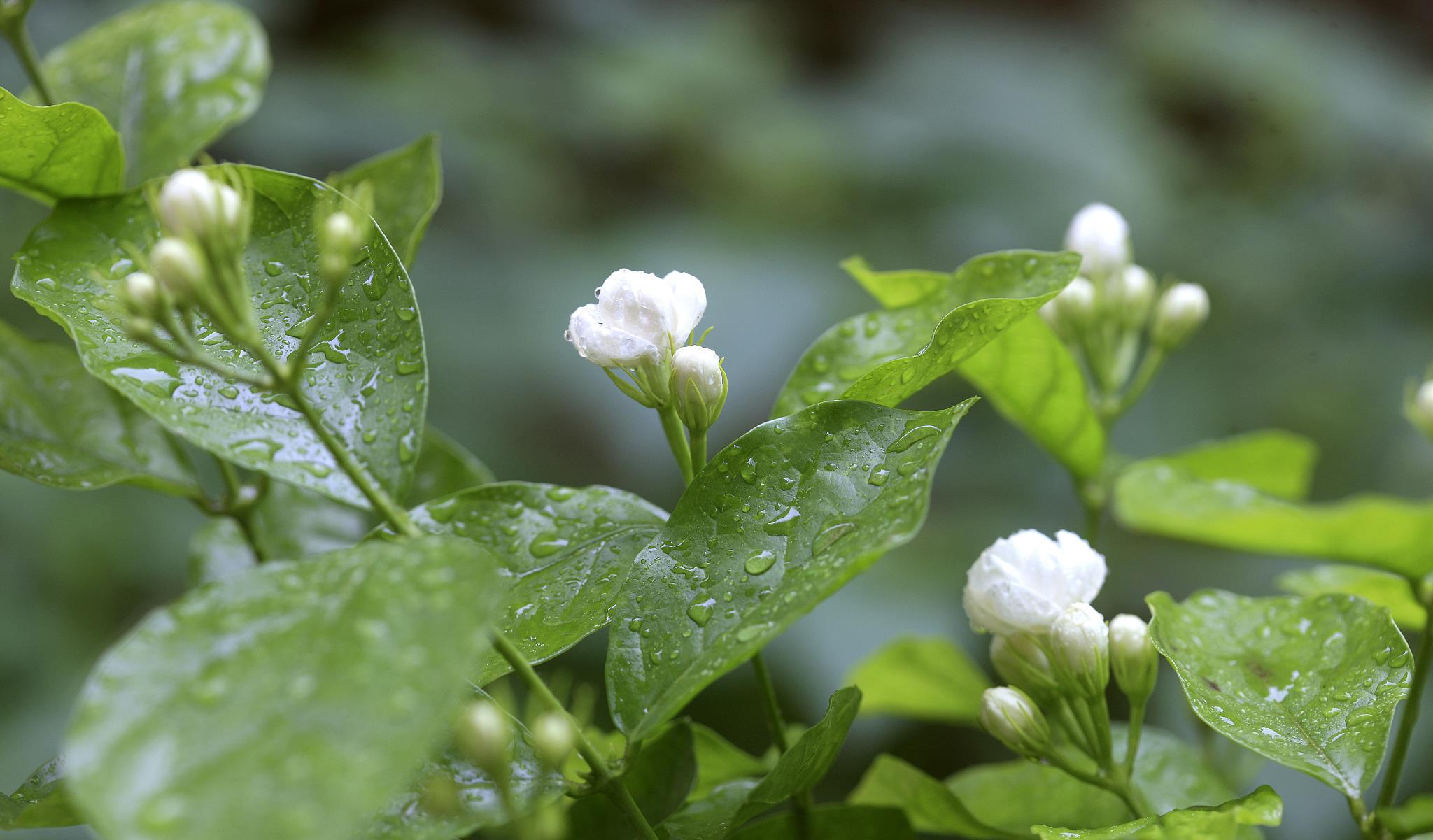 小捌爱花草|茉莉花为什么总是掉花骨朵？你知道吗？