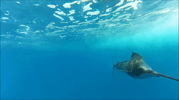 |这种鱼刚出生时米粒大小,自相残杀生长迅猛,对钓鱼者有致命威胁