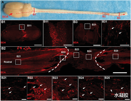  清华刘冬生/ASU颜颢/首都医大桂松柏：高渗透性 DNA 超分子水凝胶