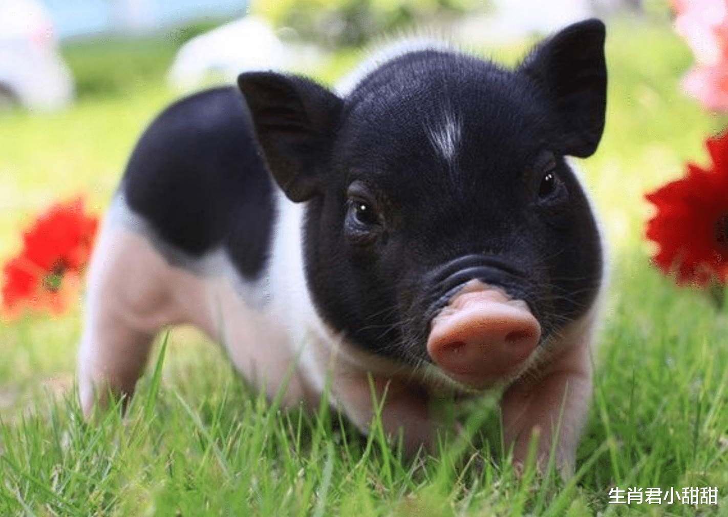 策马|12月17号到27号,属猪人遇贵人帮扶,在职场策马奔腾