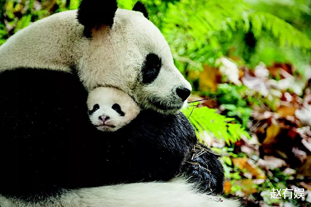 胡蝶|央视主播胡蝶：与丈夫长期分居，独自一人孕检，如今还在坚守婚姻