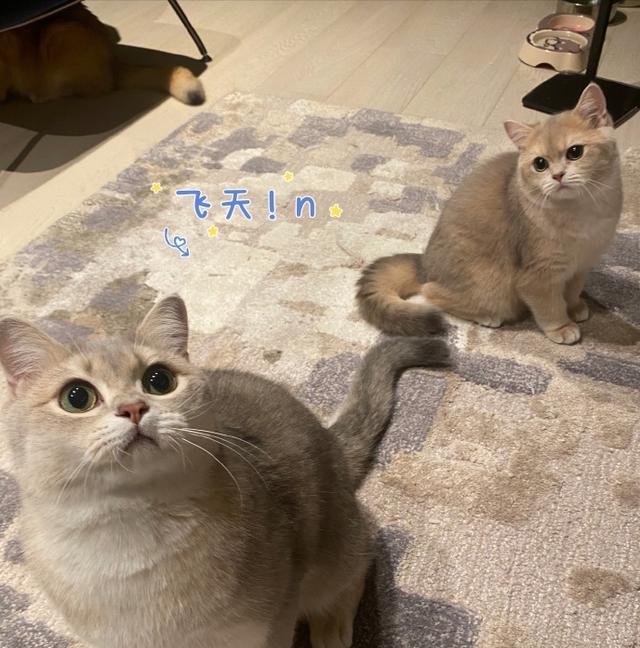 张雨绮|瓜：张艺兴与SM到期不续，签了国内染色体娱乐公司