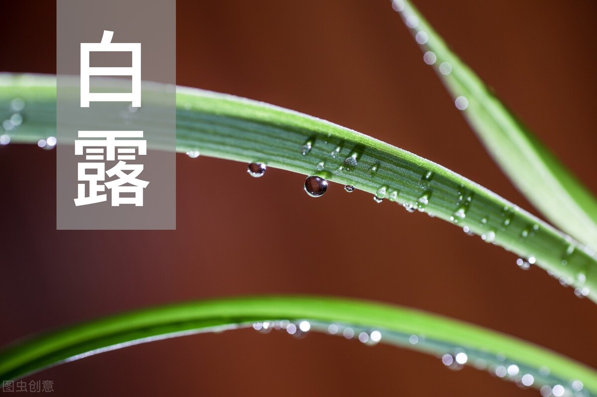 番茄医生在线|?“白露”养生怎么做？中医师提醒：把握 4 关键，调养不生病的好体质