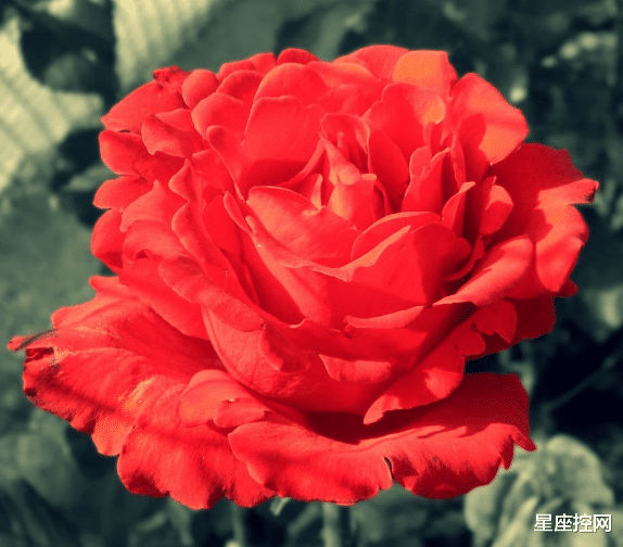 星座控网|12生肖中,三生肖情商高,赚钱快,环境多困难都有机会翻身