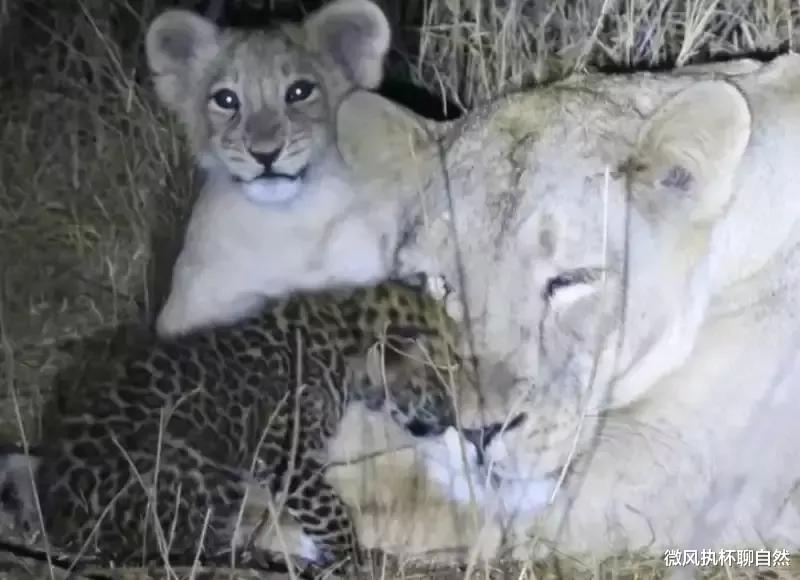 微风执杯聊自然|三只雌狮收养了小花豹,长大后遭到雄狮攻击,狮群因此内讧而解散