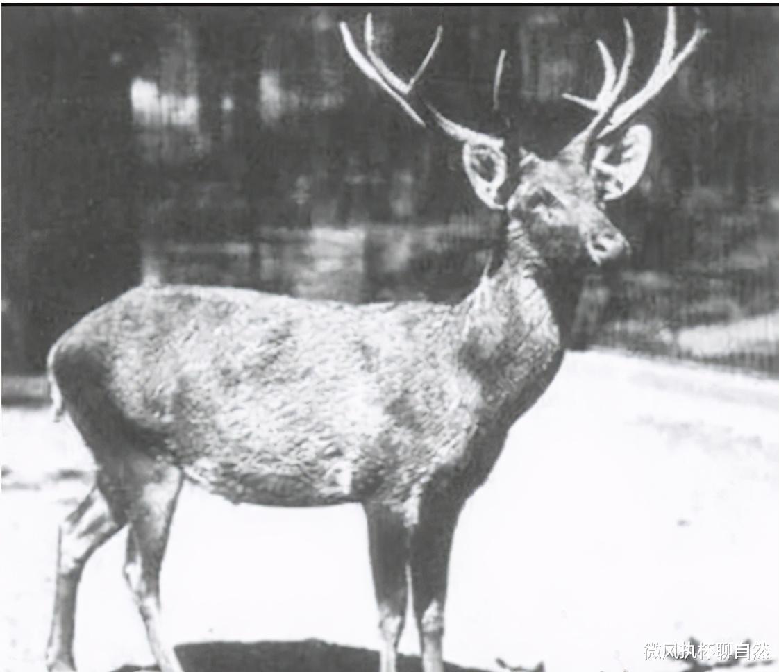 欧洲 被殖民者灭绝的7种动物，它们的灭绝时间和最后的影像让人深思