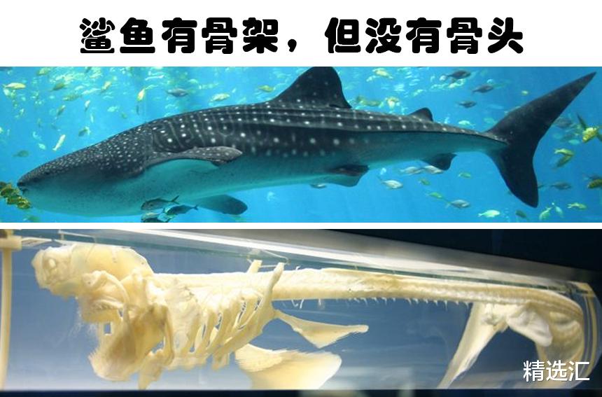 化石 在教科书里没有出现过的7个关于动物的疯狂事实