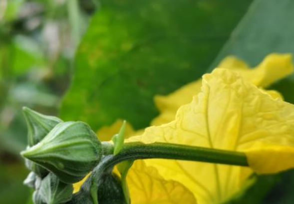 水果|丝瓜和它是绝配，放在一起煮一下，每天喝一碗，美容又瘦身