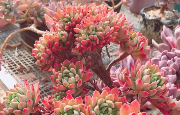 续约紫罗兰 你不知道的多肉马库斯——养好了叶片不但会红，有时还有甜香味