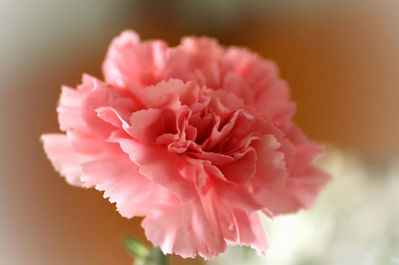 仲念念 老公负债百万，我觉得活不下去了，却被母亲用两句话点醒