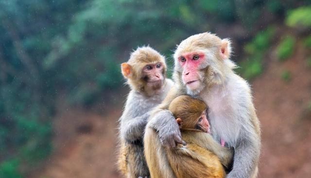 人由古猿进化而来?科学家提出另一种颠覆认知的可能:“水猿说”