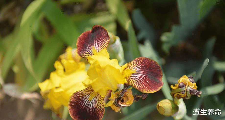 遵生养命|德国鸢尾的翻盆和种植方法教程