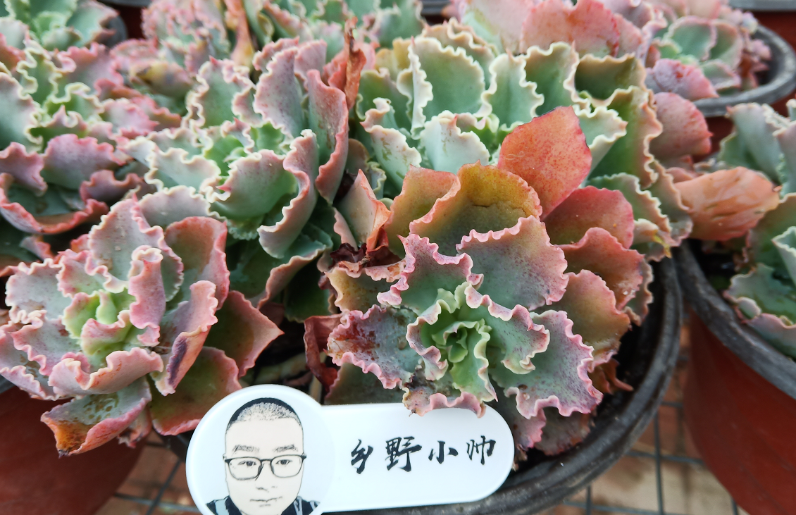 乡野小帅 春季养护多肉，注意做好这几点，肉肉变皮实容易度夏