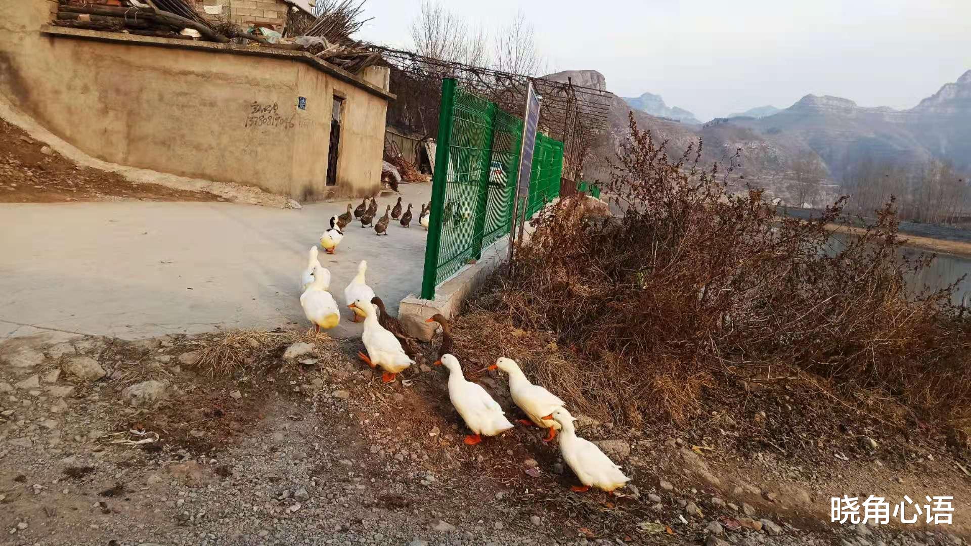 晓角心语 和亲弟抱团养老5年很幸福,我不愿把房子给侄子听到他的话我愣了