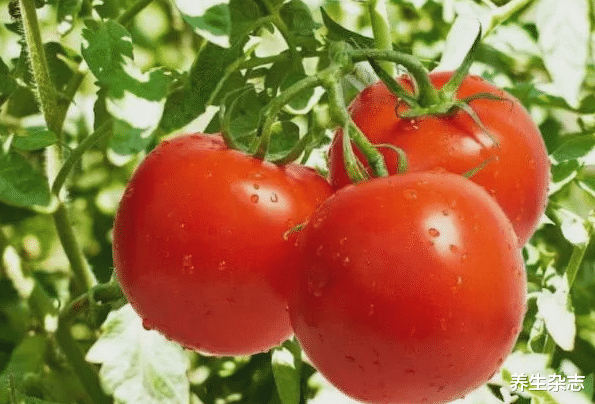 胃病|吃一口“相当”钢丝球在刷胃，大夫：若是天天吃，不仅伤胃还烂胃