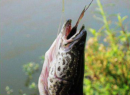 浙江省|黑鱼的习性以及垂钓技巧