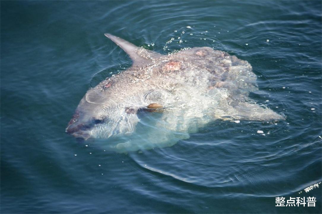 翻车鱼 只有头没有身子的翻车鱼，蠢萌到被咬不会逃跑，为什么还没灭绝？