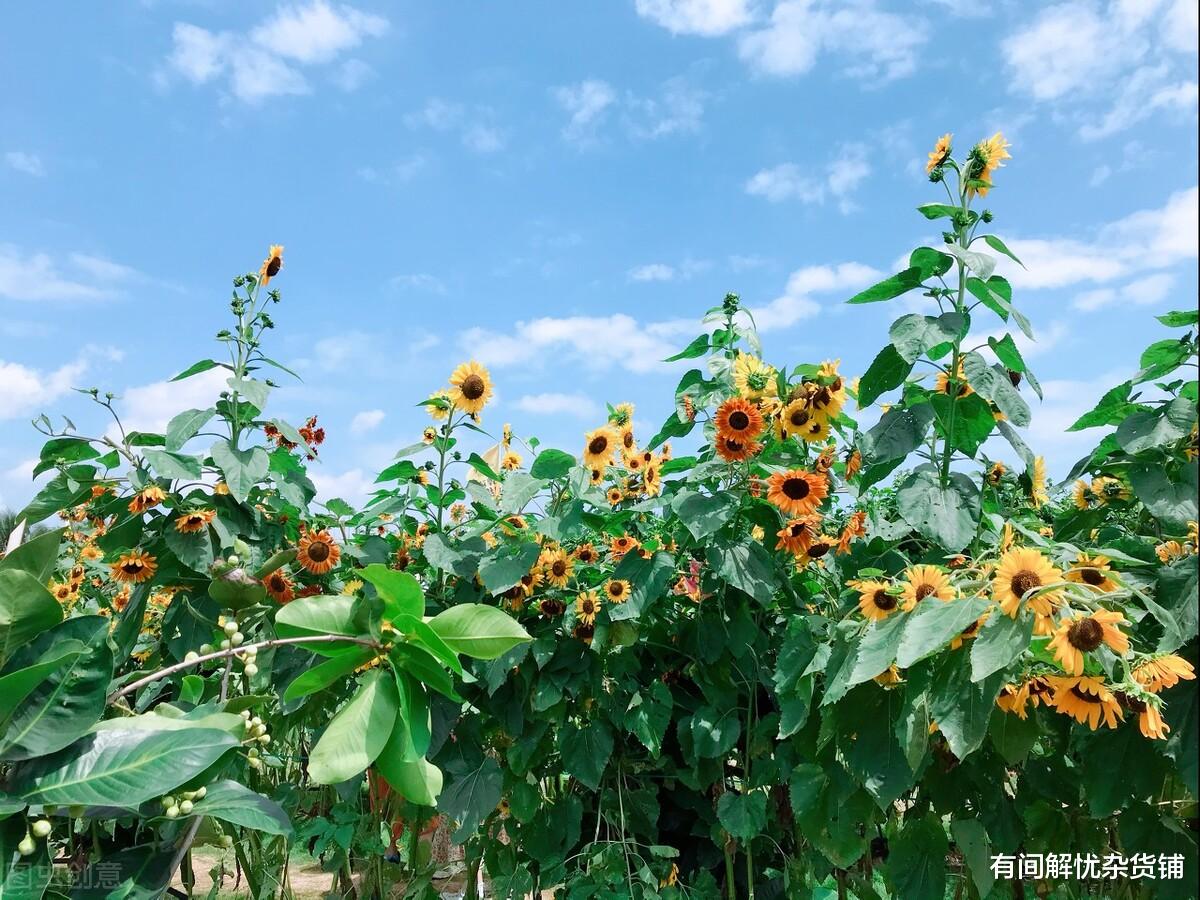 有间解忧杂货铺|熬过去是庆幸，熬不过去是经历