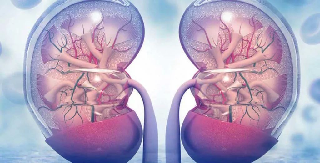 医生|什么时候需要肾脏友好型饮食？哪些食物伤肾？哪些食物护肾？