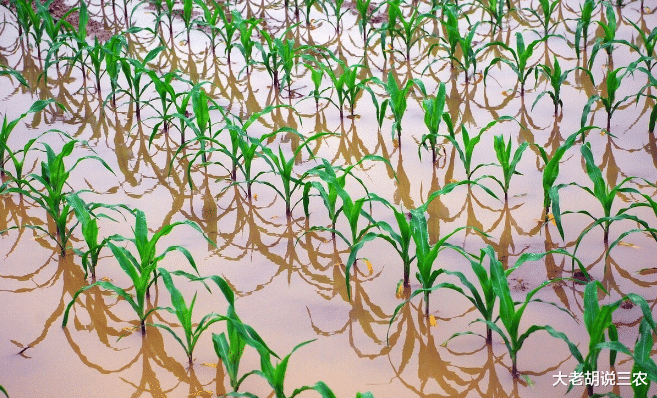 大老胡说三农 气象部门预测:今年极端天气偏多,旱涝并重,农业生产该怎么办?