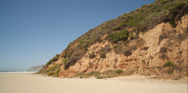 蜜蜂 世界上约70%的蜜蜂在地下筑巢，你听说过在海滩上筑巢的蜜蜂吗？