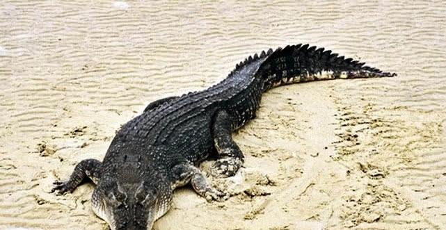 科学家|鳄鱼生活在水中，为什么还要经常晒太阳？