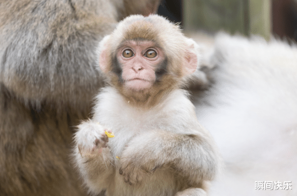 属兔|8月29-9月12日，才华横溢，智力超群，职场顺遂，生意兴隆的生肖