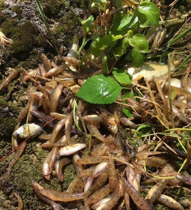 |河道涨水鲨虎鱼泛滥，钓鱼人：钓得头疼，鱼饵都不够吃