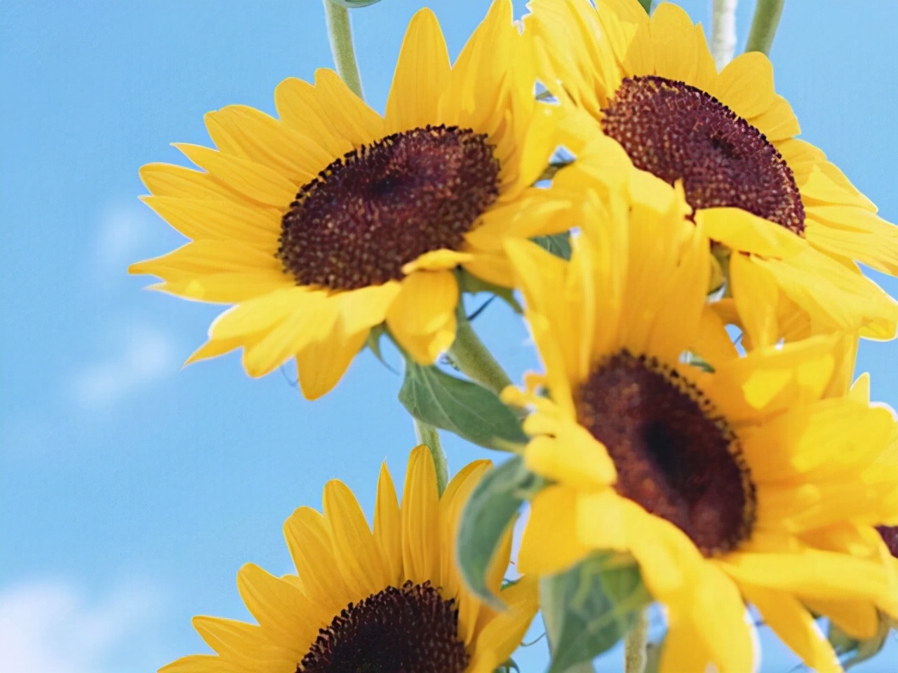 星座师安达|在爱情中,能让摩羯座放下身段的,是什么样的人?