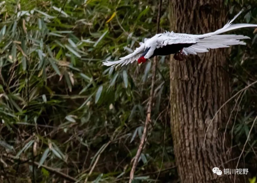 铜川周春辉 铜川摄影师张宝光暮春时节在洋县拍摄的作品