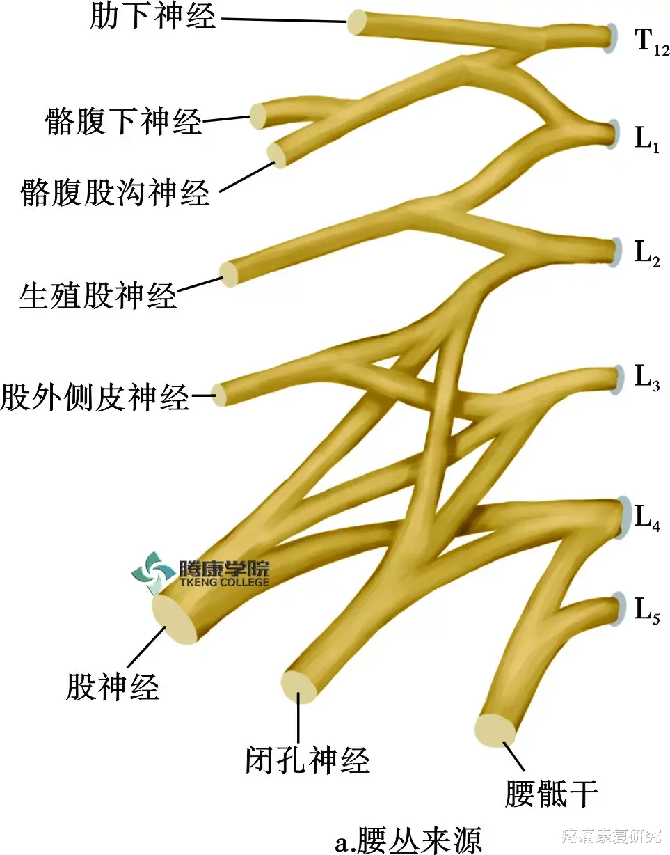 近视|骶髂关节疼痛的原因及缓解技巧