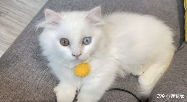 女子花7500买了只矮脚猫,回去才发现喵耳聋:这可怎么办呀?