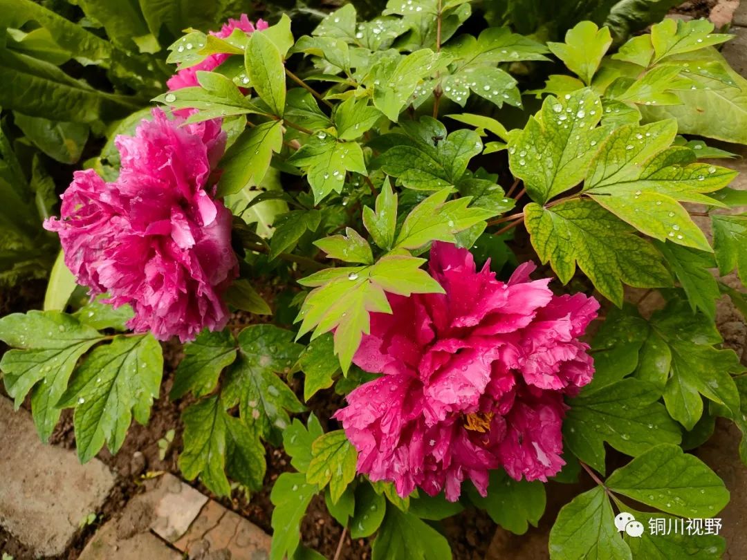 铜川周春辉 春天到了，万物复苏，鄠邑区后寨村的美景