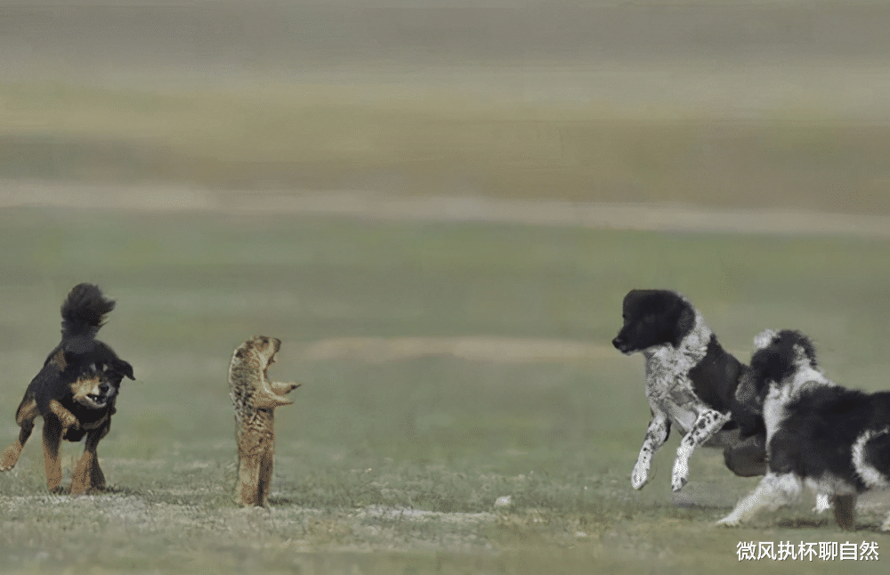 微风执杯聊自然|被炒作之前的藏獒，生于荒野土坑，死于荒野战圈，是真正的中国獒