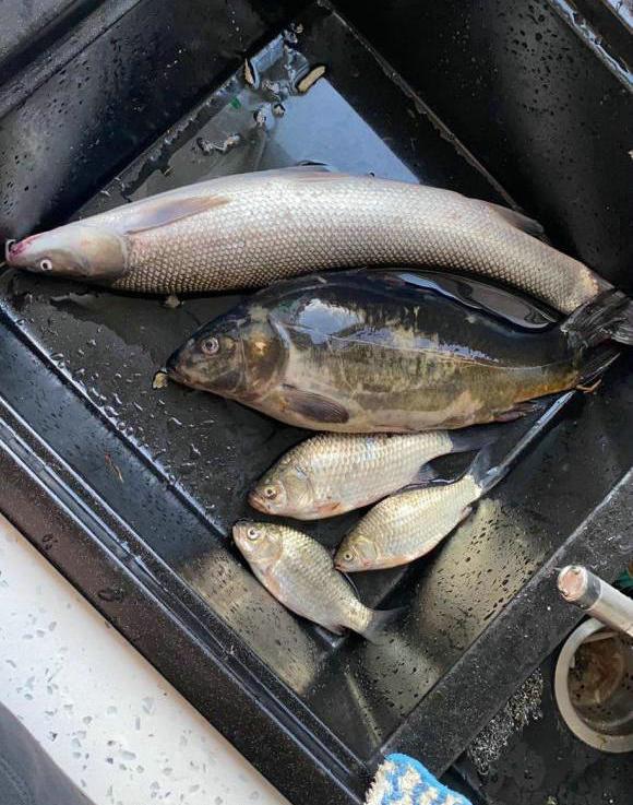 大理|山里钓鱼结果抬回来一头羊，钓友称是河里漂来的，网友：你很可疑