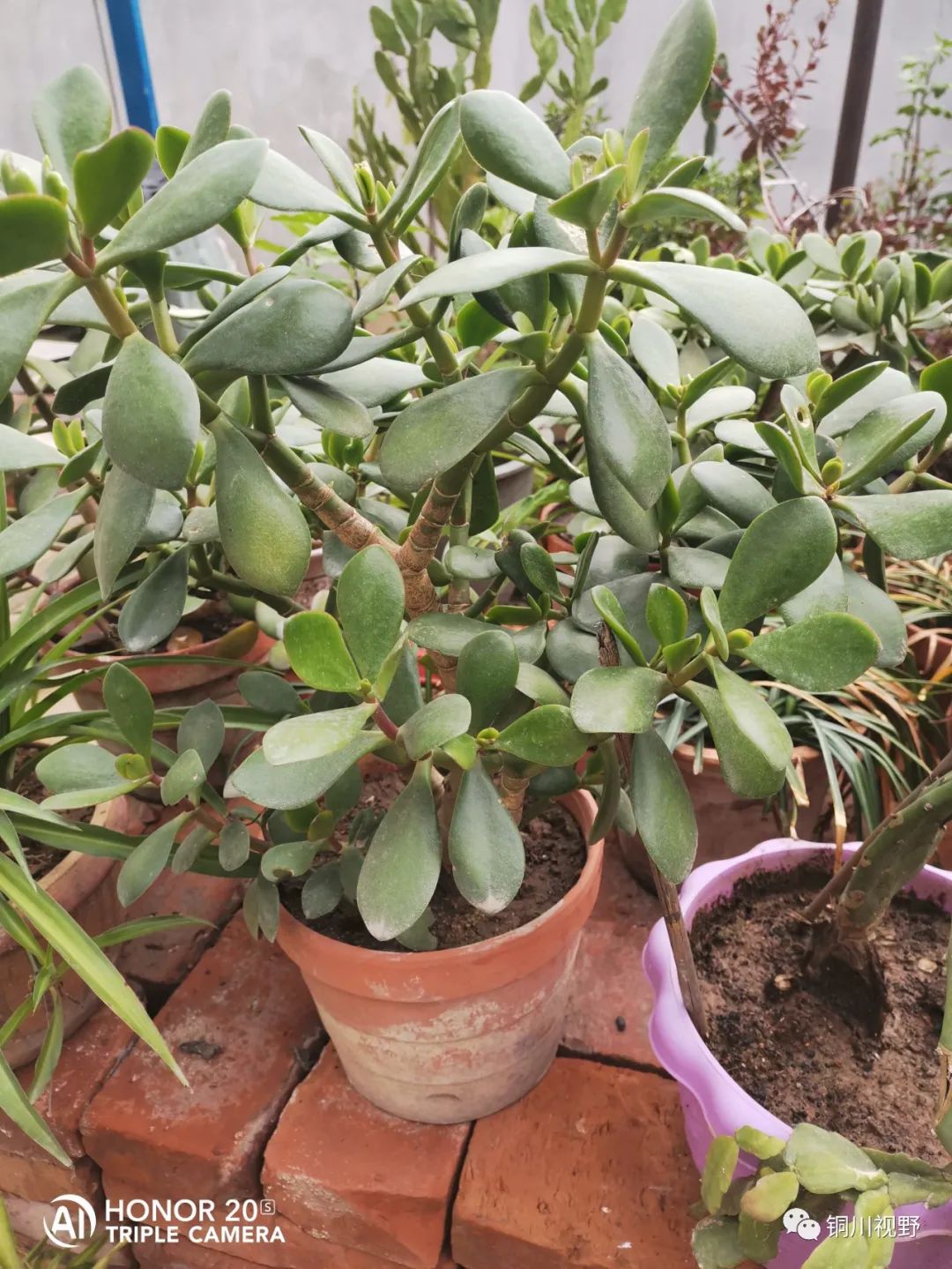 铜川周春辉 花花草草自己种，五月欣赏正当时