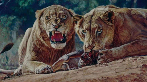 非洲食人獅：進化到無鬃毛，一年吞掉135個印度人，5顆子彈打不死-圖6