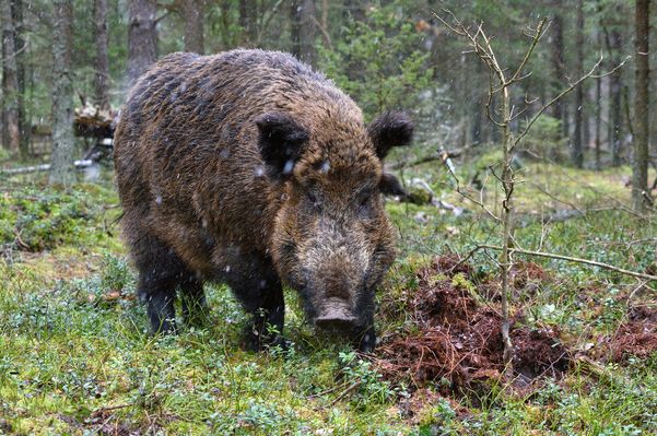 余绿一斗 “猪猪猪”四月后，家中有人员调动，未来几天“鸡犬不宁”！