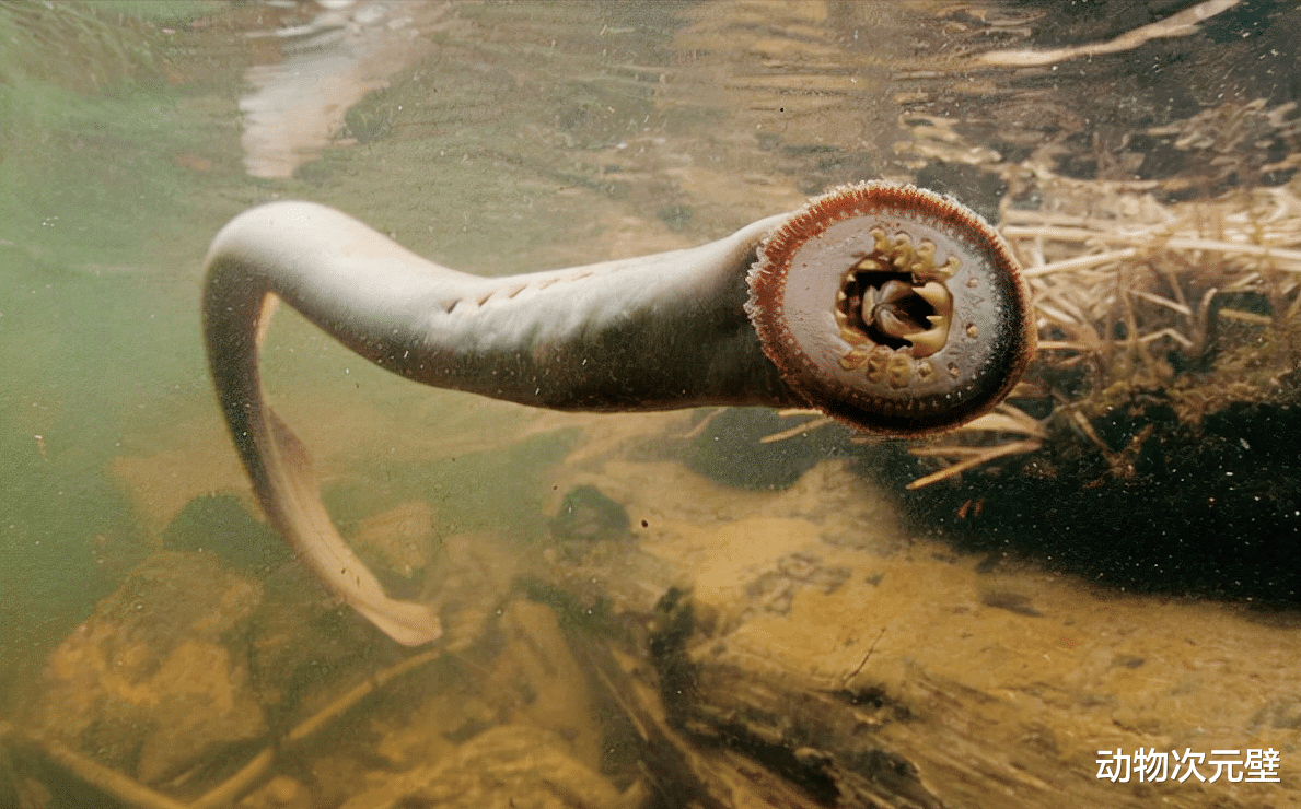  一物降一物，海洋生物之间的天敌，相克有多不讲道理？