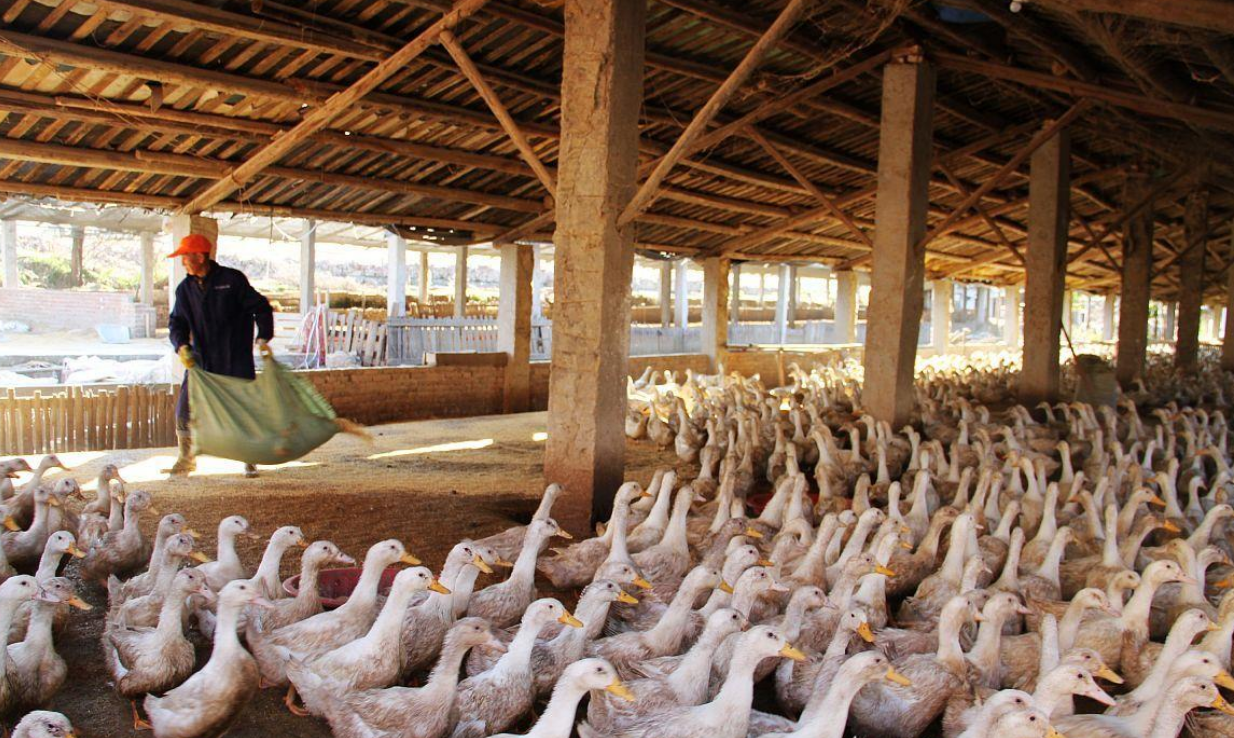 信用卡 “中国鸭王”倒了，175亿身价归0还套现2亿信用卡，已被捕