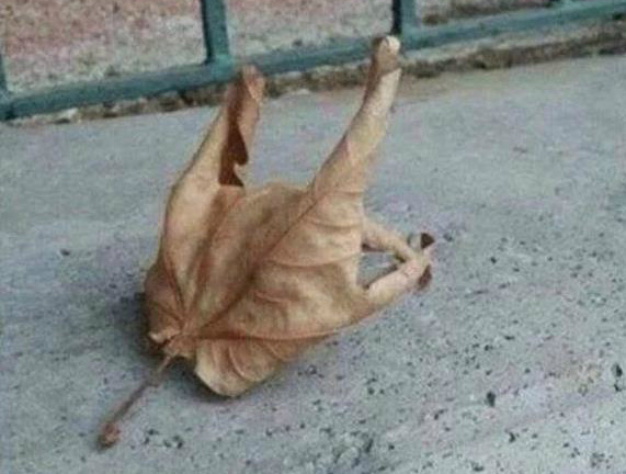 五菱|中国最好的女子双人跳水搭档是谁？网友：当然是婆婆和媳妇了、她们经常同时掉进水里