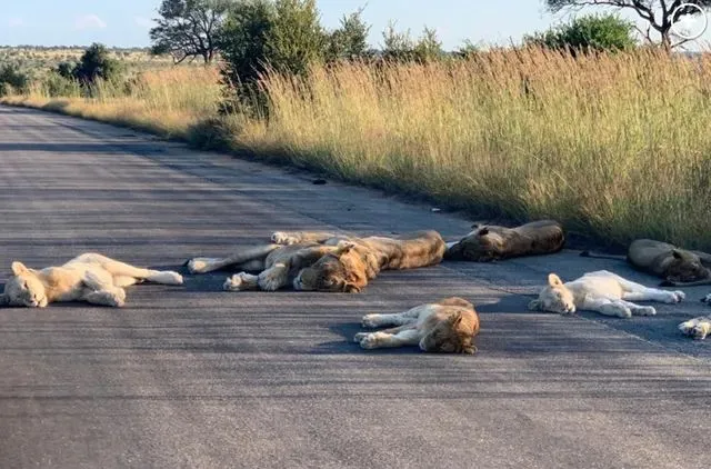 白色污染 新冠爆发超2亿人感染，438万人死亡：人类消失的日子，水清了，天蓝了，动物开始了一场狂欢